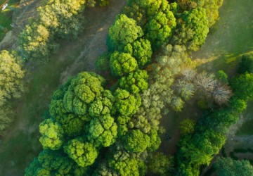 Aerial image of trees