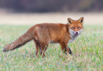 A fox walking on grass
