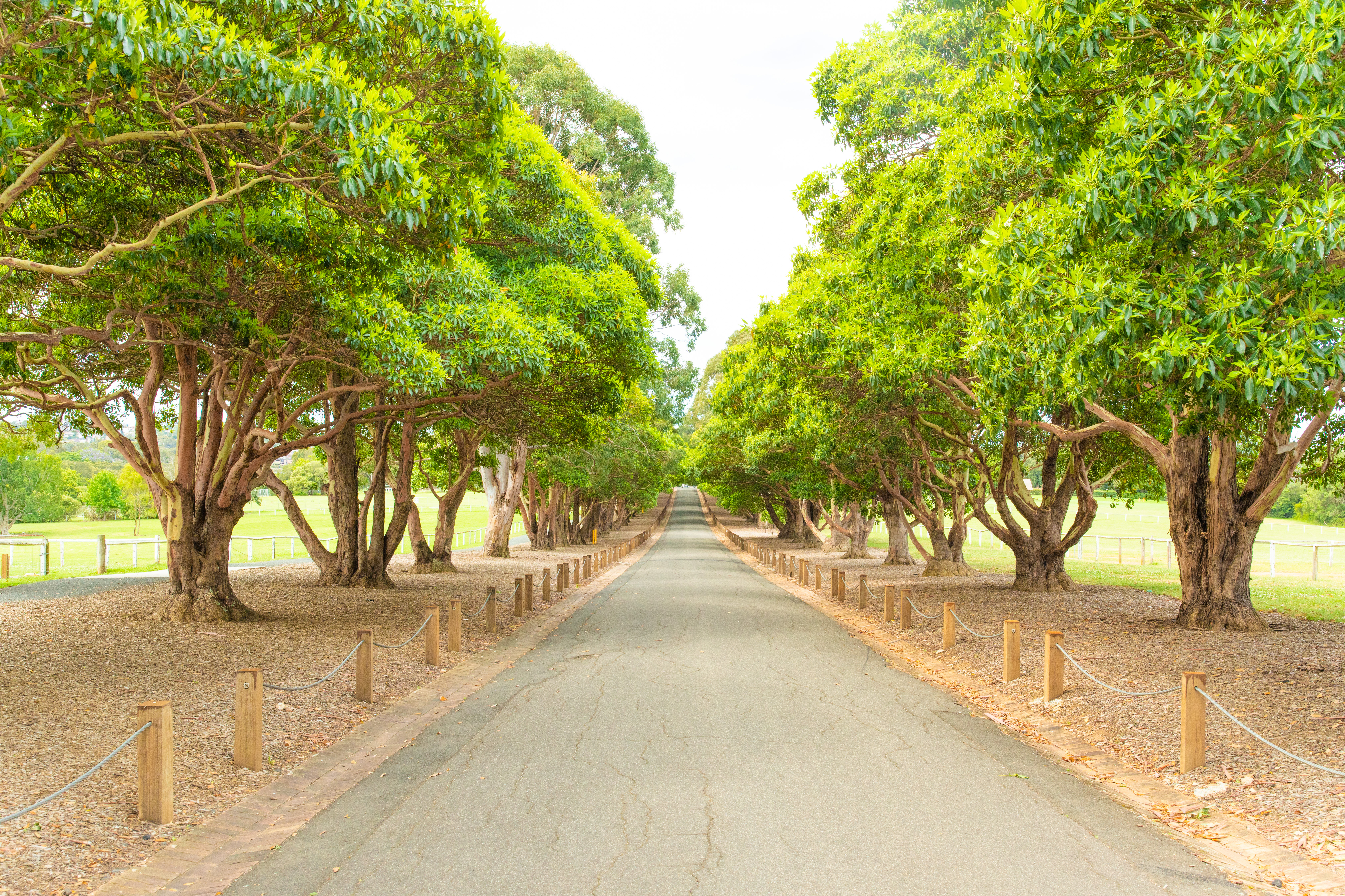 Image of tree lined avenue