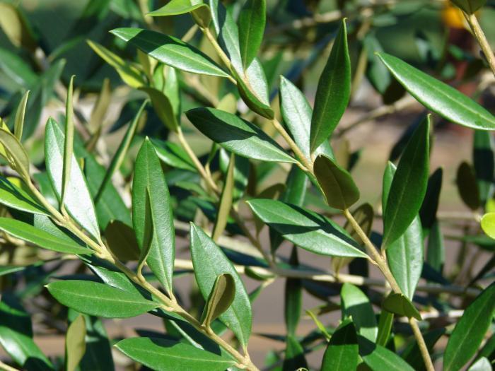African Olive plant. Image copyright belongs to Forest & Kim Starr