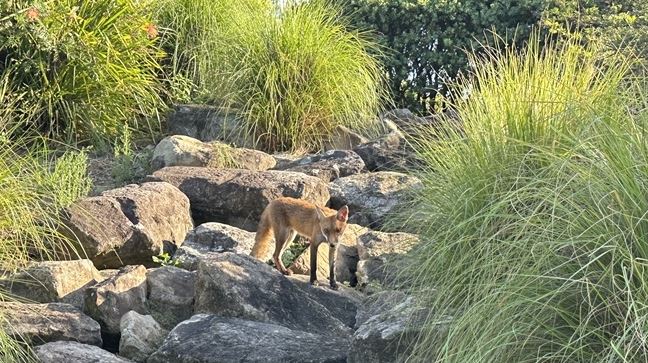 Fox in Cabarita Park