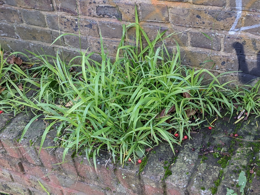Panic veldtgrass growing out of a brick wall
