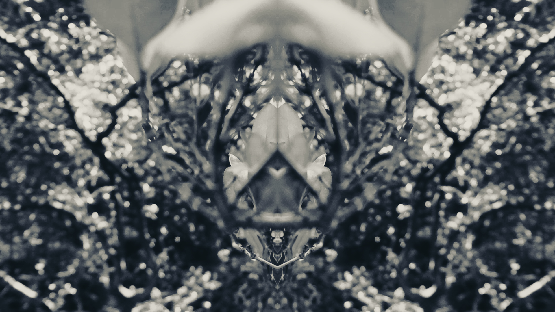A black and white picture of mangroves mirrored to create a kaleidoscopic effect