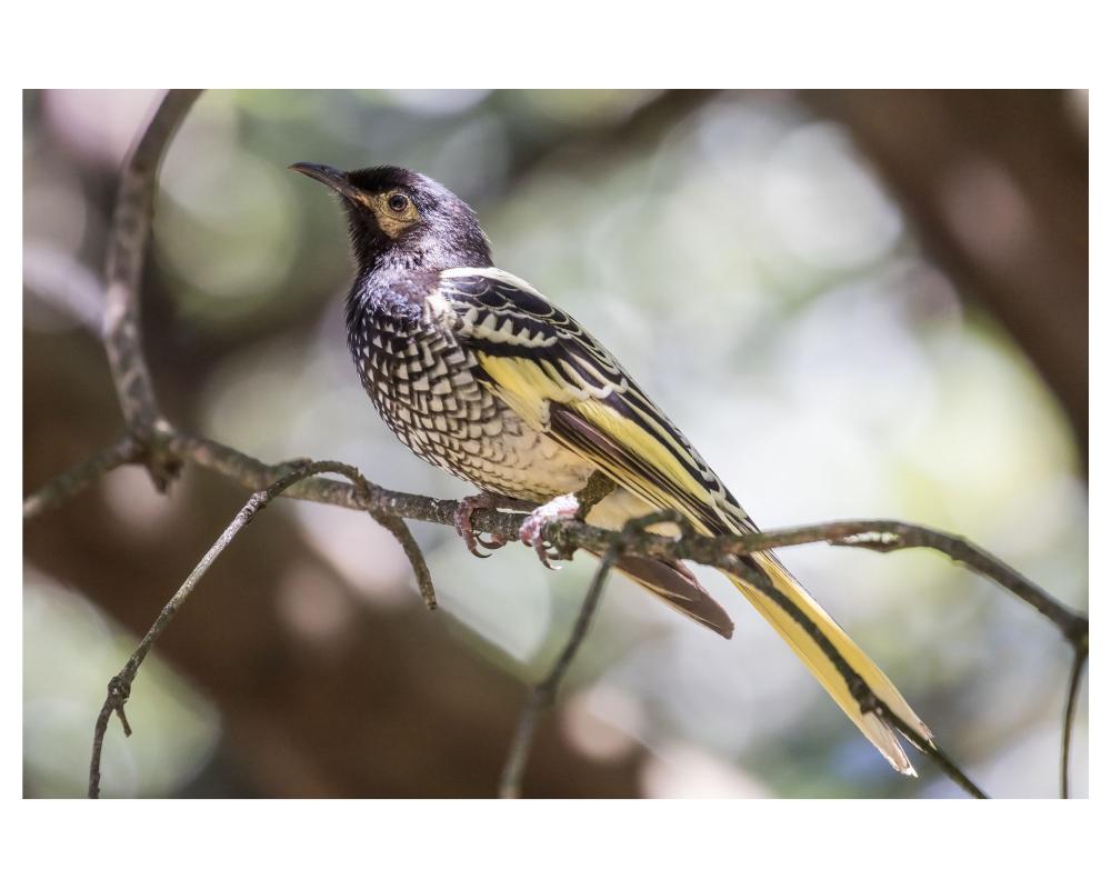 Building Bird ID Skills