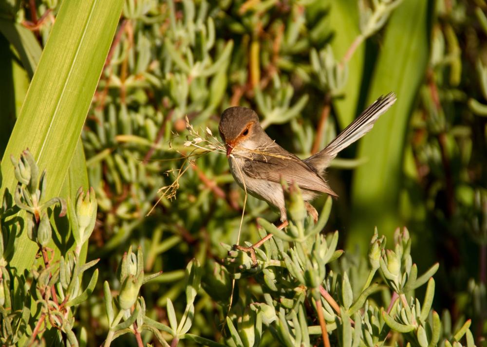 Be a better birder: improve your bird counting and ID skills