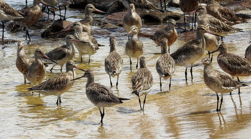 Count the Godwits!