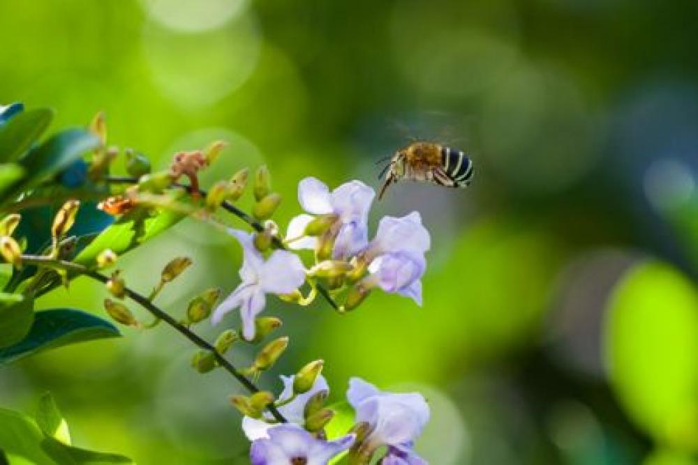 Native Bee Workshop at Nature Trail opening