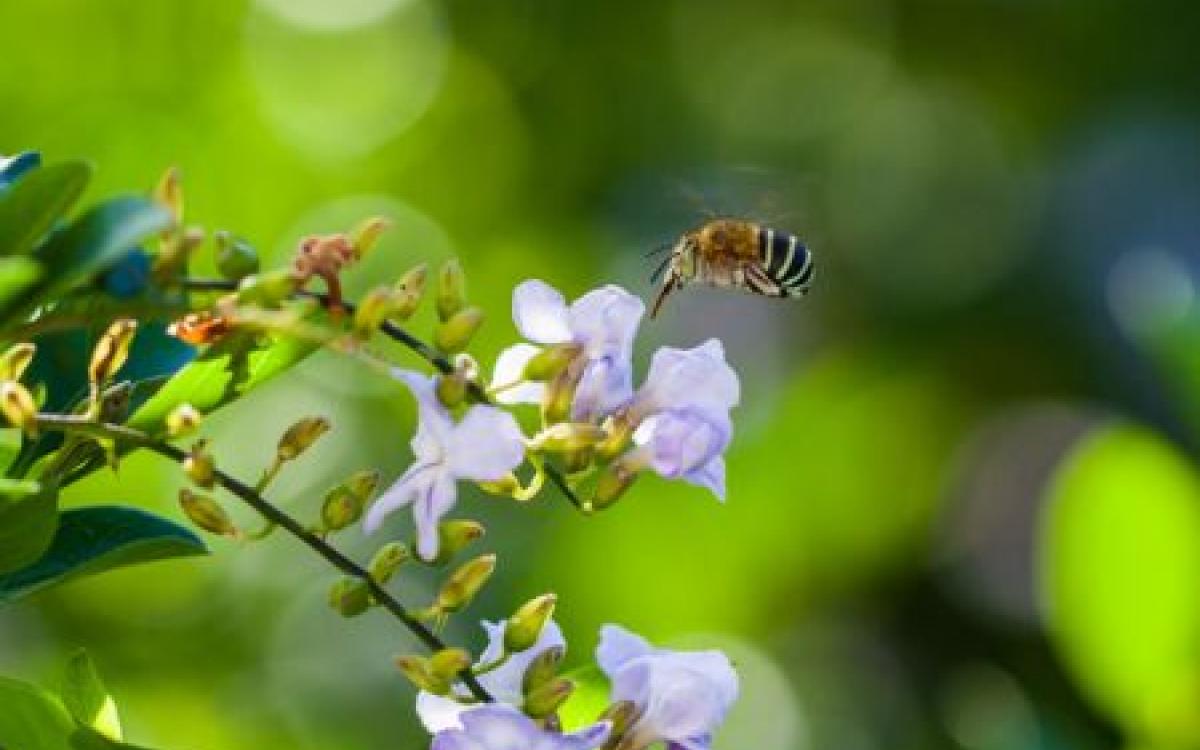 Native Bee Workshop at Nature Trail opening