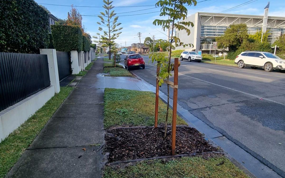 Street Tree Planting Program